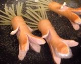 ロン毛のタコさんウィンナー作り方2写真