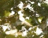 ほっこり♥わかめスープ作り方27写真