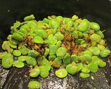 空豆のスープ（イタリア＋中華風）作り方6写真