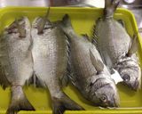 鯛の煮付け (チンタ)作り方2写真