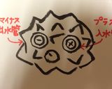 刺身もいいけど…☆ホヤの佃煮☆捌き方付き作り方3写真