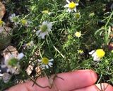 自然に感謝♡カモミールのハーブティー作り方1写真