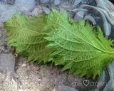 生春巻きの皮でなんちゃってブリトー作り方3写真