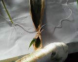 ちまき作り方13写真
