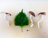 包丁いらず♪霜降りひらたけの豚しそロール作り方2写真
