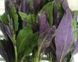 ■金時草の酢の物■作り方1写真