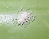 ツナ大根お麩の煮物作り方4写真