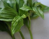 ほんのり甘い❤春の味❤アズキ菜のおひたし作り方1写真