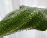 アイスプラントのＷぷちぷちシーザーサラダ作り方1写真
