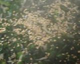 セロリの葉でふりかけ作り方4写真