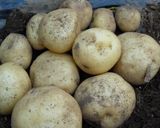 ✿新じゃがの味噌汁✿作り方1写真