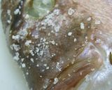 真鯛の塩釜、香草風味作り方16写真
