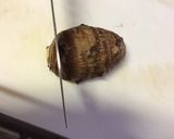 茹でずに簡単♡ふわとろ里芋コロッケ作り方2写真