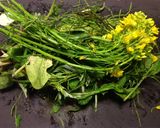 春☆野草の酵素ジュース　２０１４年作り方10写真