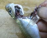小鯵の南蛮漬け作り方3写真