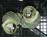 さざえのつぼ焼き　超簡単だよ作り方4写真