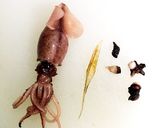 やみつきになる♡ほたるいかの佃煮作り方1写真