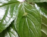 ハナイカダの菜飯作り方1写真