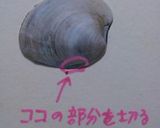 絶品　ホンビノスガイのエスカルゴバター作り方2写真