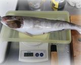 ホッケの一夜干し作り方1写真