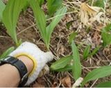 【十勝一年生】行者にんにくのおひたし作り方1写真