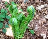 【十勝一年生】こごみの刺身作り方1写真