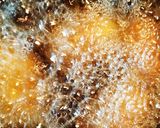 かぼちゃハムマヨコロッケ作り方8写真