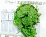こごみの下処理作り方2写真