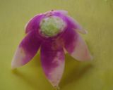 あやめ雪蕪の✿花✿作り方6写真