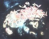 えびとろーり春巻の三つ葉添え作り方4写真