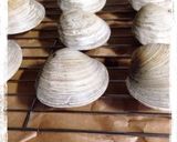 安い美味しいホンビノス作り方5写真
