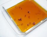 豚肉の南蛮漬け作り方3写真