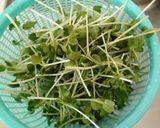 かいわれ☆保存用作り方4写真