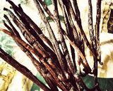 HomeMadeバニラエッセンス作り方1写真