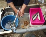 にじますと山女魚とベーコンの燻製作り方1写真
