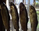 にじますと山女魚とベーコンの燻製作り方4写真