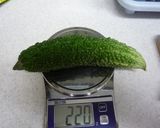 我が家の定番☆ゴーヤチャンプルー作り方1写真