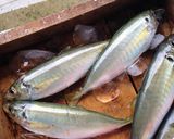 マルアジのなめろー風作り方1写真