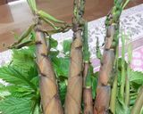 ハチク(淡竹)(アワダケ)の味噌汁作り方1写真