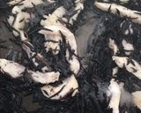 お酢で食欲増進♪鶏むね肉＆ひじきマリネ風作り方10写真