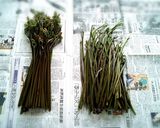 簡単☆ワラビのあく抜き(*´∀`)♪作り方2写真