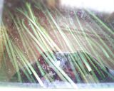 簡単☆ワラビのあく抜き(*´∀`)♪作り方10写真