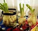 エコ！万能ねぎ＊保存＆栽培しよ～♬作り方19写真