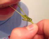 えんどう豆のお味噌汁作り方4写真