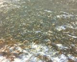 おにぎり美味しいね♡噛み切りやすい海苔作り方8写真