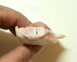 手羽先を食べやすくする下処理作り方4写真