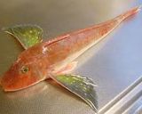 『本格』方々とほうれん草のオイルパスタ作り方3写真