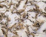 朝はあるもので！煮干だしde韮玉ぞうすい作り方5写真