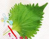 常備菜 おつまみ お弁当に『紫蘇巻き』作り方1写真