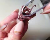 ホタルイカの下ごしらえ作り方3写真